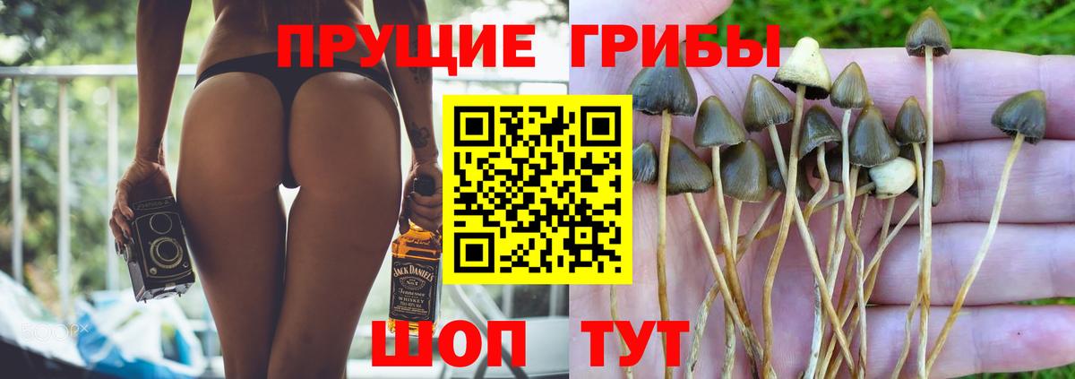 Галлюциногенные грибы Psilocybe  Псилоцибиновые грибы мицелий  Волгодонск 